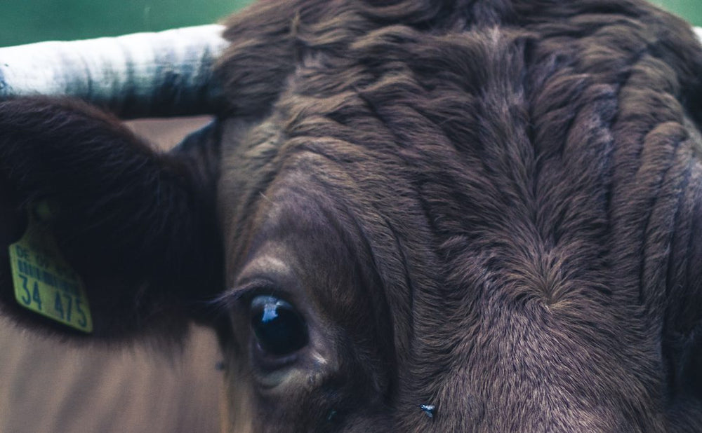 Taurus New Moon: Take Stock